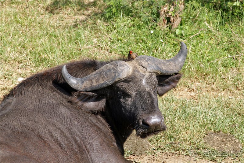 Сафари в Уганде