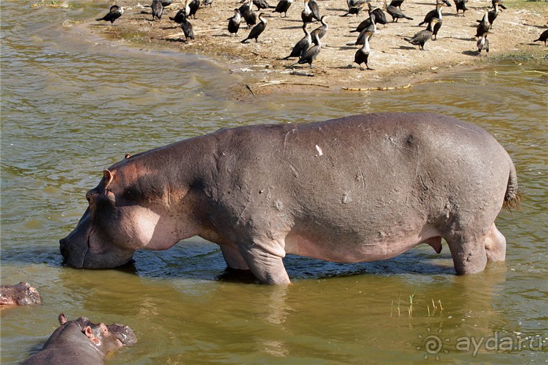 Сафари в Уганде