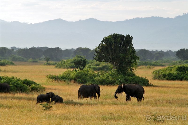 Сафари в Уганде