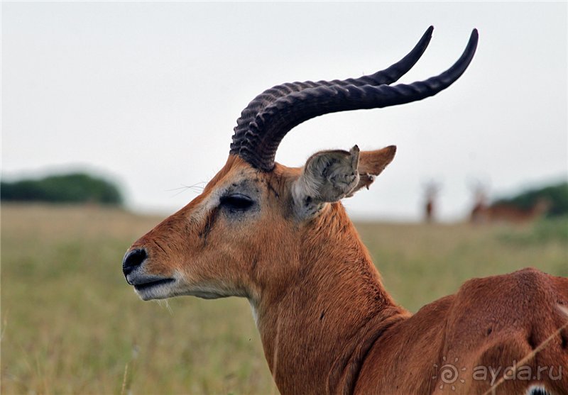 Сафари в Уганде
