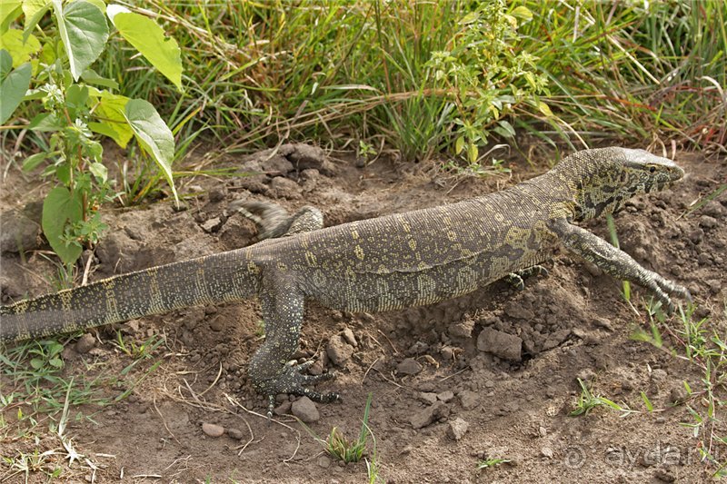 Сафари в Уганде