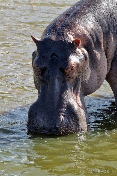 Сафари в Уганде