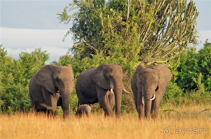 Сафари в Уганде