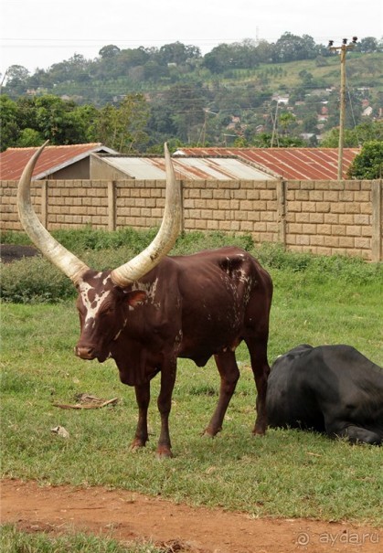 Сафари в Уганде