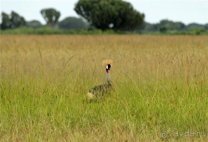 Сафари в Уганде