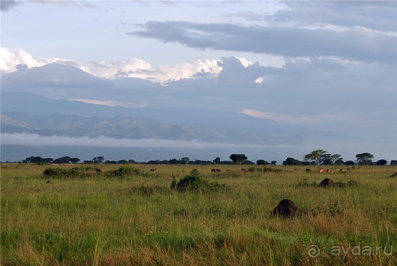 Сафари в Уганде