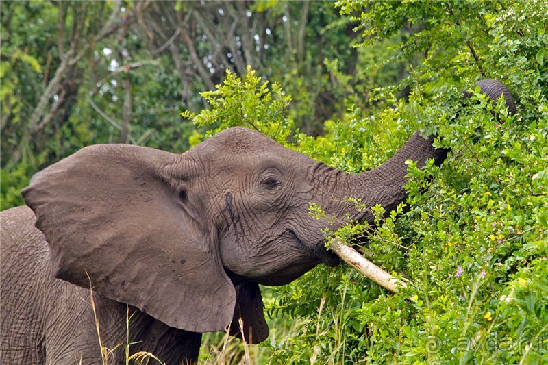 Сафари в Уганде