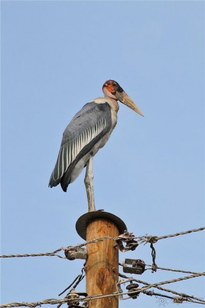 Сафари в Уганде