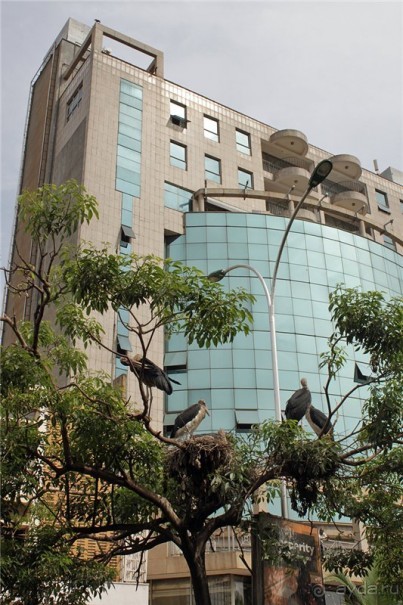 Сафари в Уганде