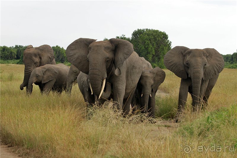 Сафари в Уганде