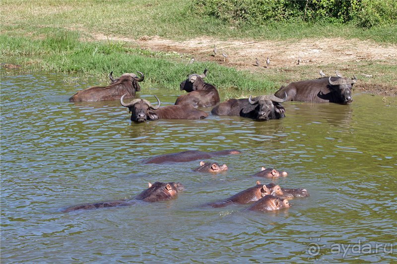 Сафари в Уганде