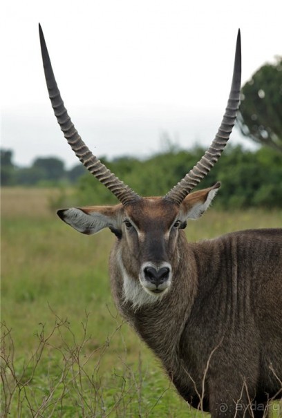 Сафари в Уганде