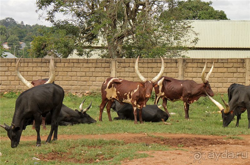 Сафари в Уганде