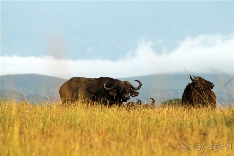 Сафари в Уганде