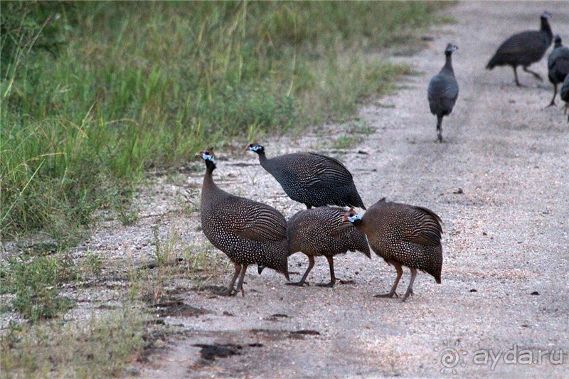 Сафари в Уганде