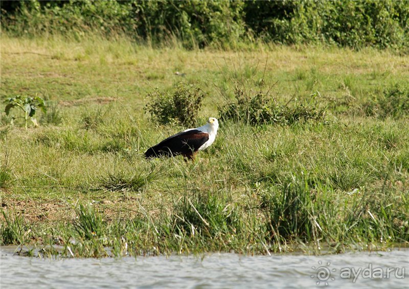 Сафари в Уганде