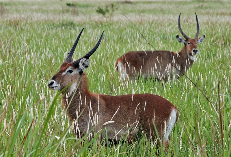 Сафари в Уганде