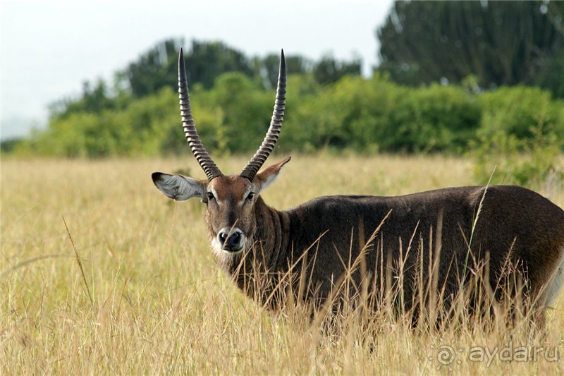 Сафари в Уганде