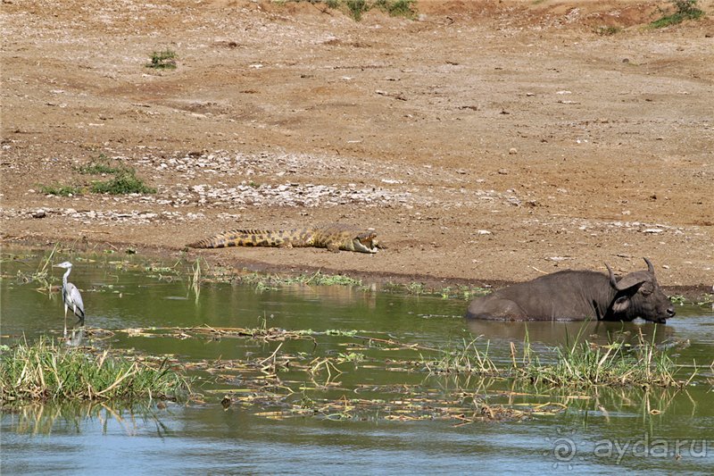 Сафари в Уганде