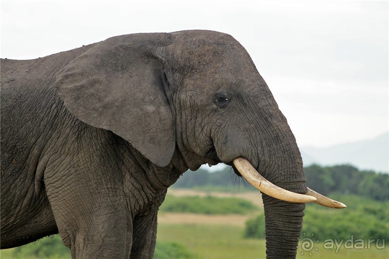 Сафари в Уганде