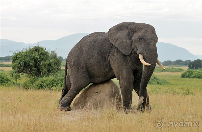 Сафари в Уганде