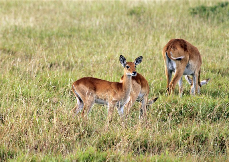 Сафари в Уганде