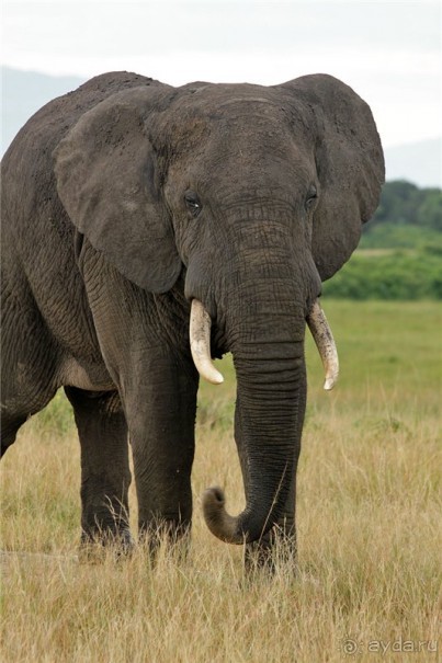 Сафари в Уганде