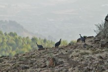 По дорогам Эфиопии