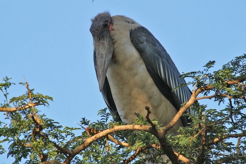 По дорогам Эфиопии