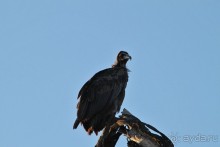 По дорогам Эфиопии