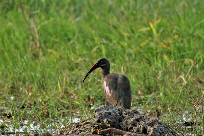 По дорогам Эфиопии