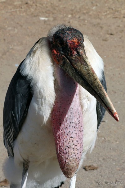 По дорогам Эфиопии