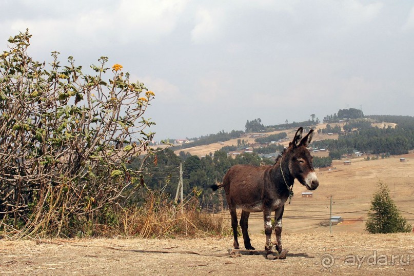 По дорогам Эфиопии