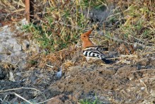 По дорогам Эфиопии