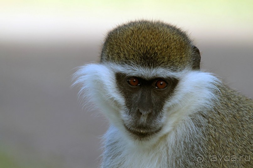 По дорогам Эфиопии