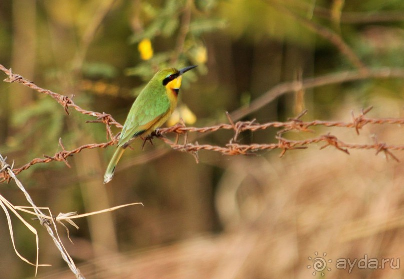 По дорогам Эфиопии
