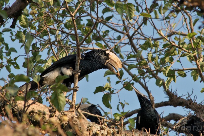 По дорогам Эфиопии
