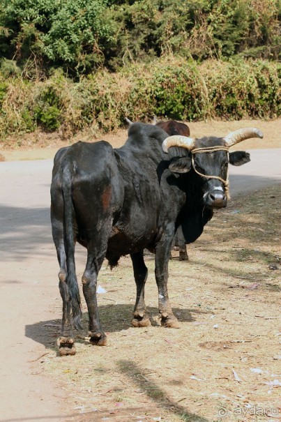 По дорогам Эфиопии