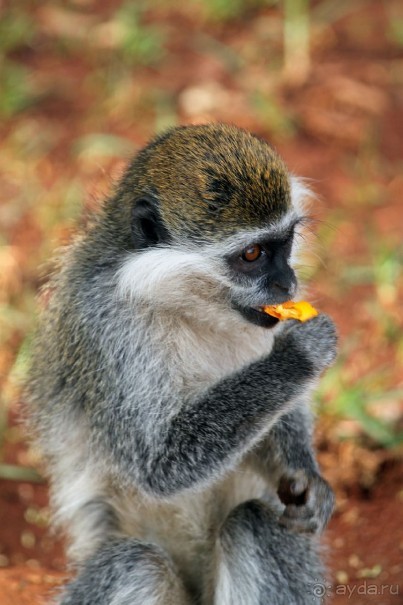 По дорогам Эфиопии