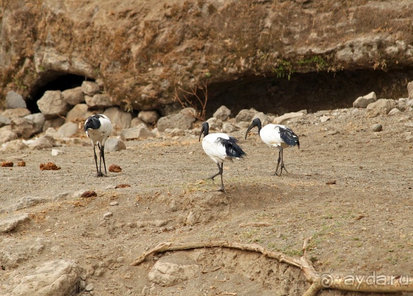 По дорогам Эфиопии