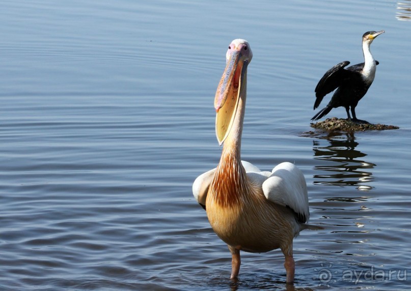 По дорогам Эфиопии