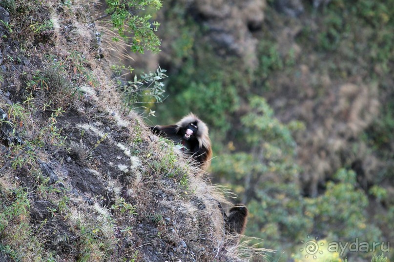По дорогам Эфиопии