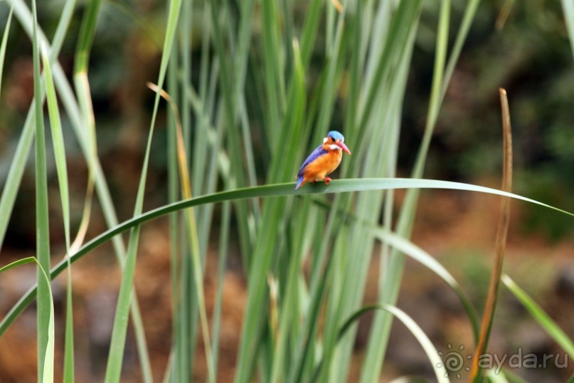 По дорогам Эфиопии