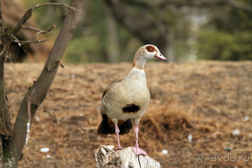По дорогам Эфиопии