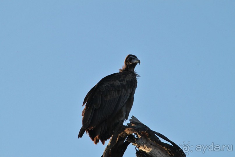 По дорогам Эфиопии