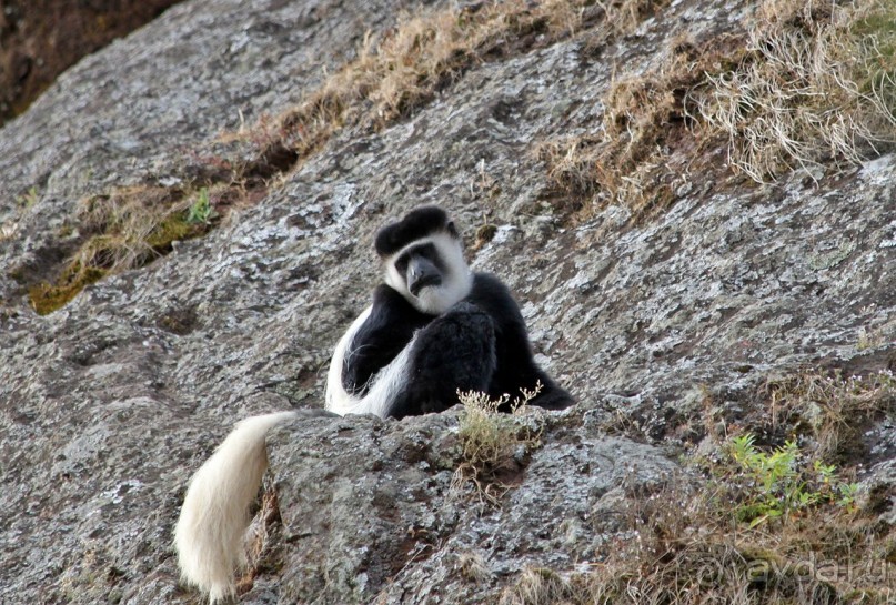 По дорогам Эфиопии