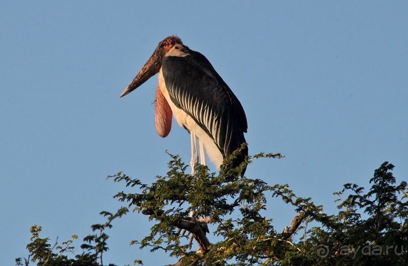 По дорогам Эфиопии