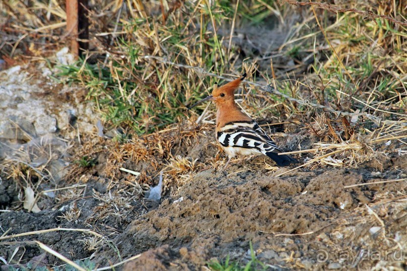По дорогам Эфиопии