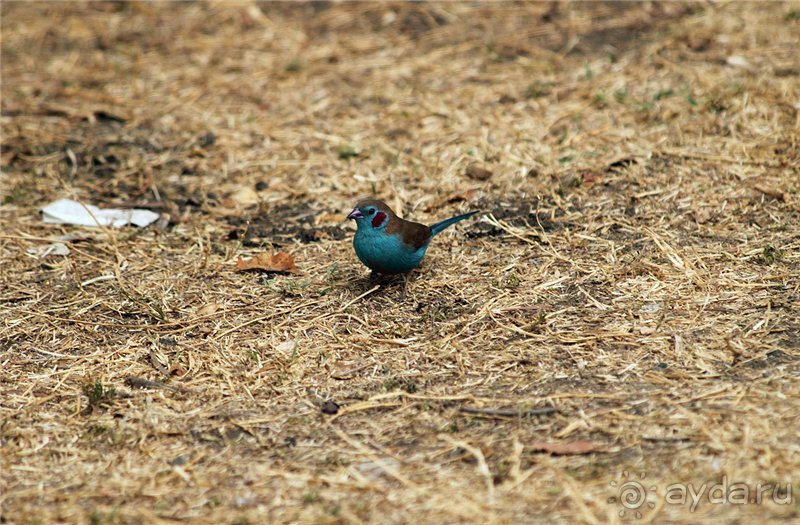По дорогам Эфиопии