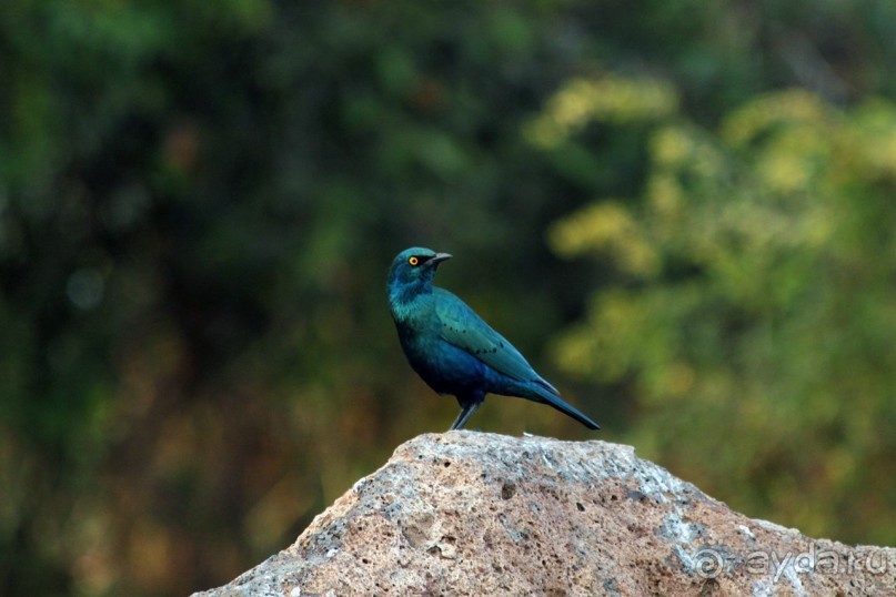 По дорогам Эфиопии